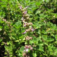 Coleus amboinicus Lour.